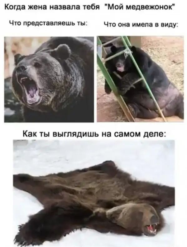 Когда жена назвала тебя Мой медвежонок Что предпвмявшь Что она имела в виду Как ТЫ ВЫГПЯДИШЬ на самом деле