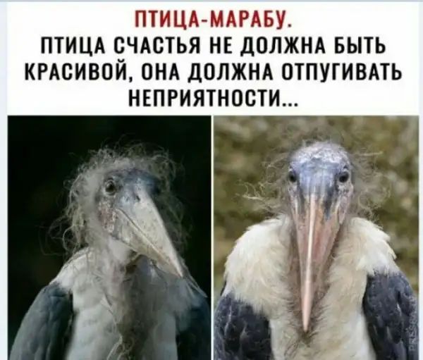 ПТИЦАМАРАБУ ПТИЦА СЧАСТЬЯ НЕ ДОЛЖНА БЫТЬ КРАСИВОЙ ОНА дОЛЖНА ОТПУГИВАТЬ НЕПРИЯТНОВТИ