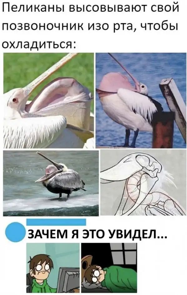 ПЭЛИКЭНЫ ВЫСОВЫВЭЮТ СВОЙ ПОЗВОНОЧНИК ИЗО рта ЧТОбЫ ОХЛЭДИТЬСЯЕ