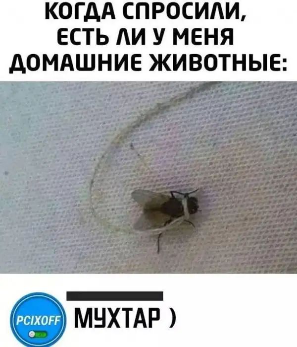 КОГДА СПРОСИіИ ЕСТЬ АИ У МЕНЯ АОМАШНИЕ ЖИВОТНЫЕ к по мых АР