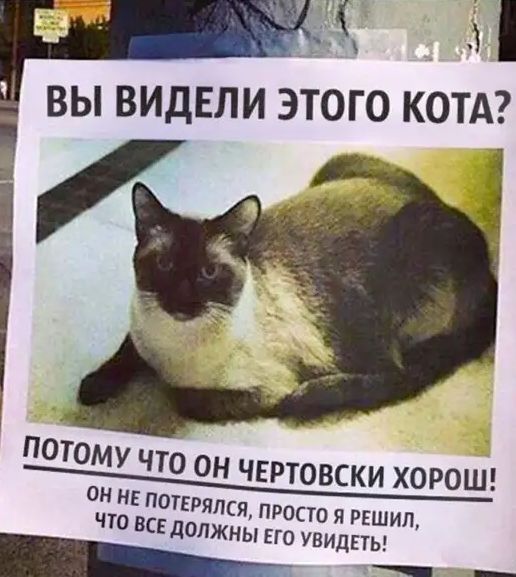 ВЫ ВИДЕЛИ ЭТОГО КОТА РЯЛСЯ ПРОСТО Я РЕШИЛ чт вск олжнывго увидпы _