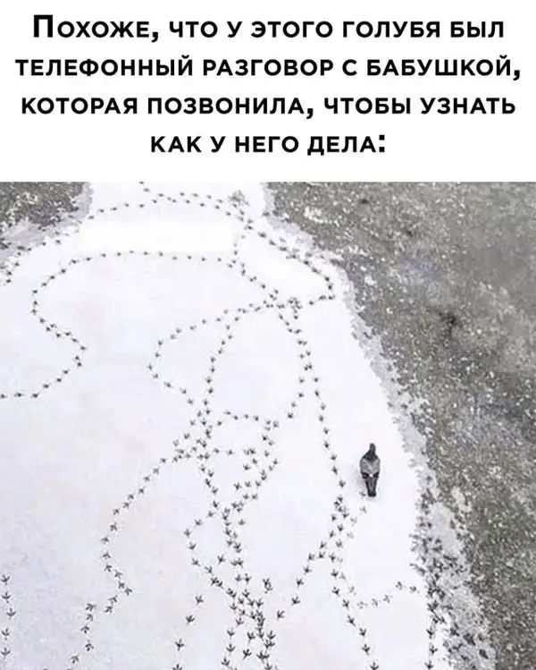 ПОХОЖЕ ЧТО У ЭТОГО ГОЛУБЯ БЫЛ ТЕЛЕФОННЫЙ РАЗГОВОР С БАБУШКОЙ КОТОРАЯ ПОЗВОНИЛА ЧТОБЫ УЗНАТЬ КАК У НЕГО дЕЛА