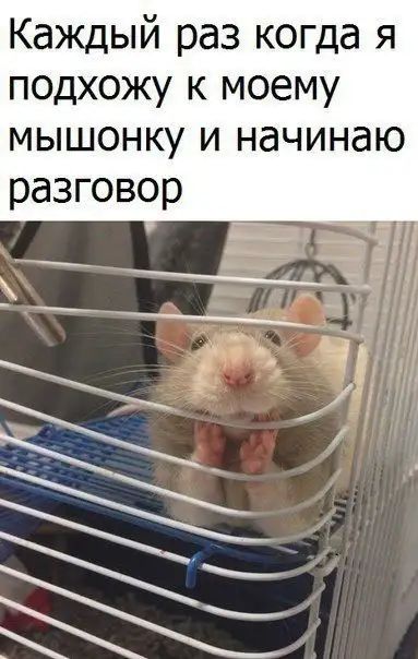 Каждый раз когда я подхожу к моему МЫШОНКУ И НдЧИНдЮ разговор