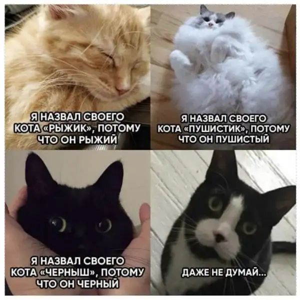 А я нданмёЬовгож кем рыжик потому котА пушистик потому чтз он рыжий что он пушистыи дАЖЕ НЕ пушки