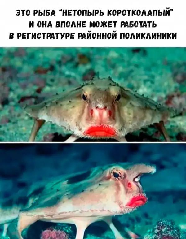 это рым иетопырь короткомпый и сил вполне может РАБОТАТЬ в рвгистмтурв мйоиной поликлиники