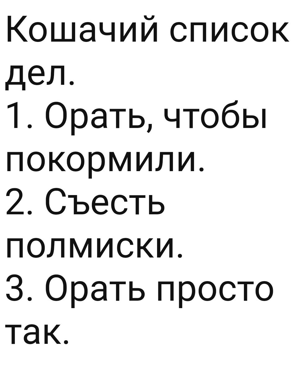 Кошачий список дел 1 Орать чтобы покормили 2 Съесть полмиски З Орать просто так