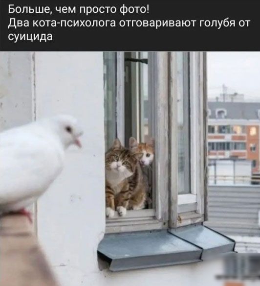 Больше чем просто фото Два кота психолога отговаривают голубя от суицида