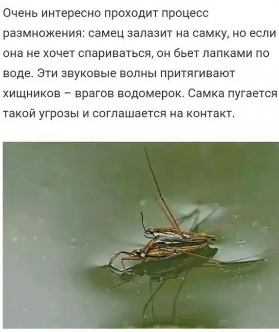 ОЧЕНЬ ИНТЕРЕСНО ПРОХОДИТ процесс размножения самец запазит на самку но если она не хочет спариваться он бьет лапками по ВОДЕ ЭТИ ЗВУКОВЫЕ БОЛНЫ ПРИТЯГИЕЗЮТ хищников врагов водомерок Самка пугается такой угрозы и соглашается на контакт