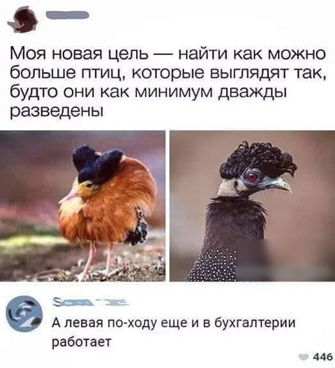 _ Моя новая цель найти как можно больше птиц которые выглядят так будто они как минимум дважды разведены А левая походу еще и в Бухгалтерии работает