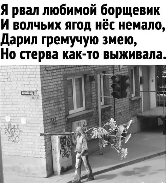 Я рвал любимой борщевик И волчьих ягод нёс немало дарил гремучую змею Но стерва как то выживала шп