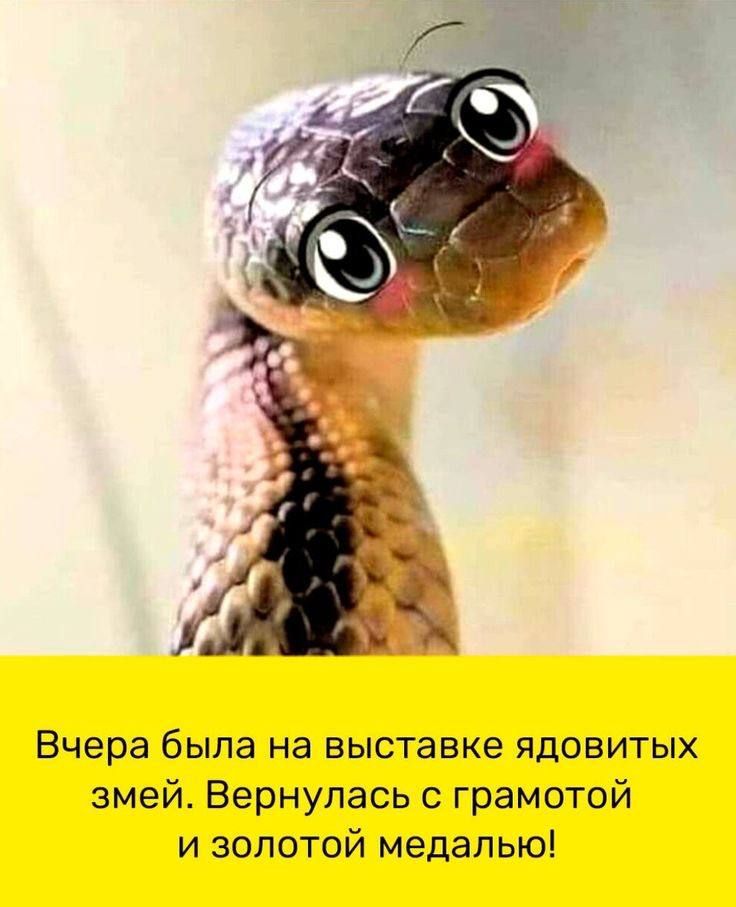 Вчера была на выставке ядовитых змей Вернулась с грамотой и золотой медалью