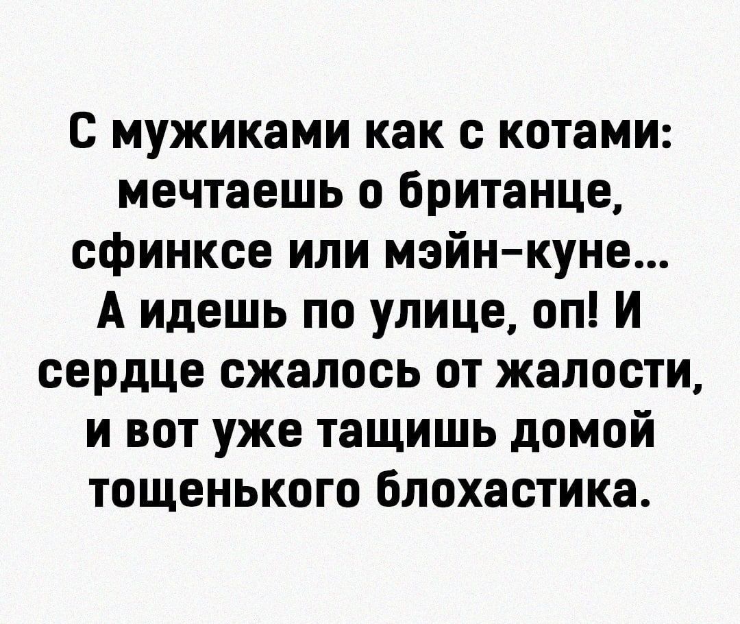 с мужиками как с котами мечтаешь британце сфинксе или мэйн куна А идешь по улице оп И сердце сжалось от жалости и вот уже тащишь домой тощенького блохастика