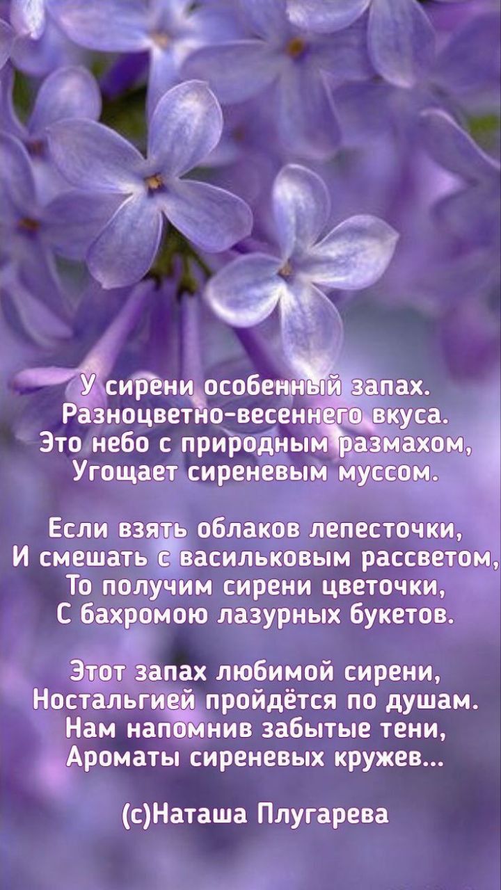 г д ибен особе ноцвет о весен Зто небо природны Угощает сиреневым и Если взя ь облаков лепесточки И смешать _ васильковым рассветоц То получим сирени цветочки С бахромою лазурных Букетов ЭЁЁт запах любимой сирени Носталвг пройдётся по душам Нам нап нив забытые тени Ароматы сиреневых кружев СНЗТЗШЗ Ппугарева