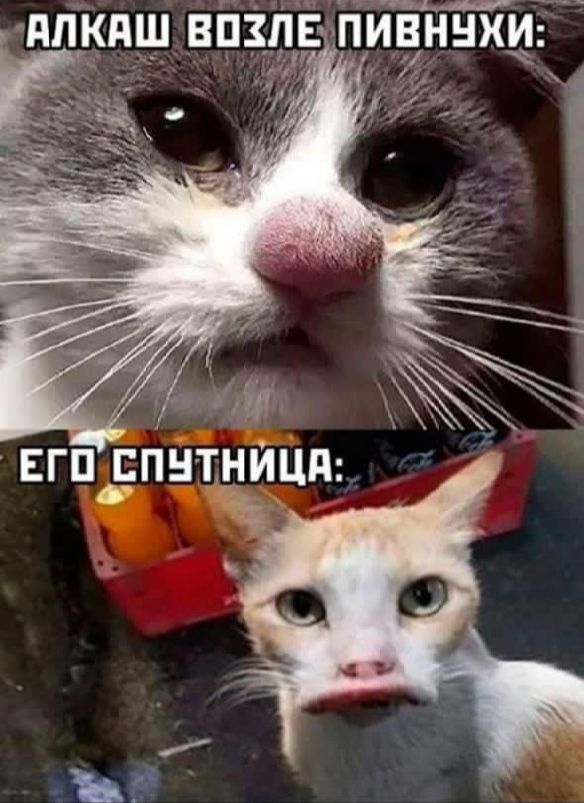 АЛКАШ ВОЗЛЕ ПИВНУХИ: 
ЕГО СПУТНИЦА: