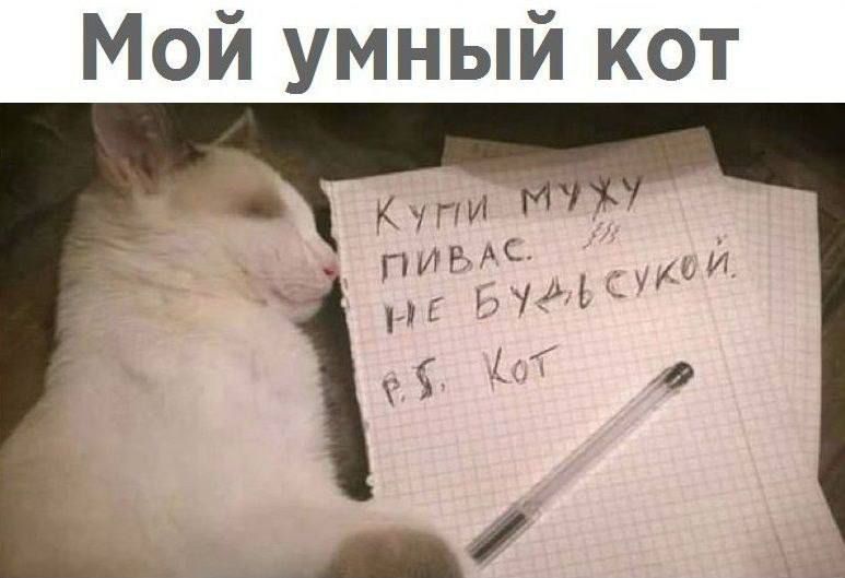 Мой умный кот

Купи муху, пивас, не будь свукой.
P.S. Кот