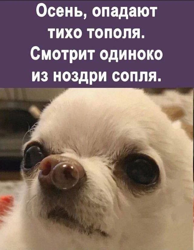 Осень, опадают тихо тополя. Смотрит одиноко из ноздри сопля.