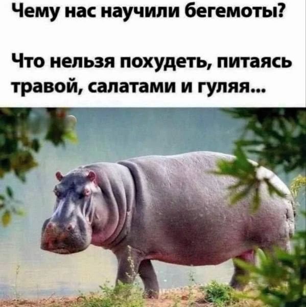 Чему нас научили бегемоты? Что нельзя похудеть, питаясь травой, салатами и гуляя...