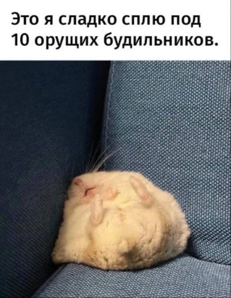 Это я сладко сплю под 10 орущих будильников.