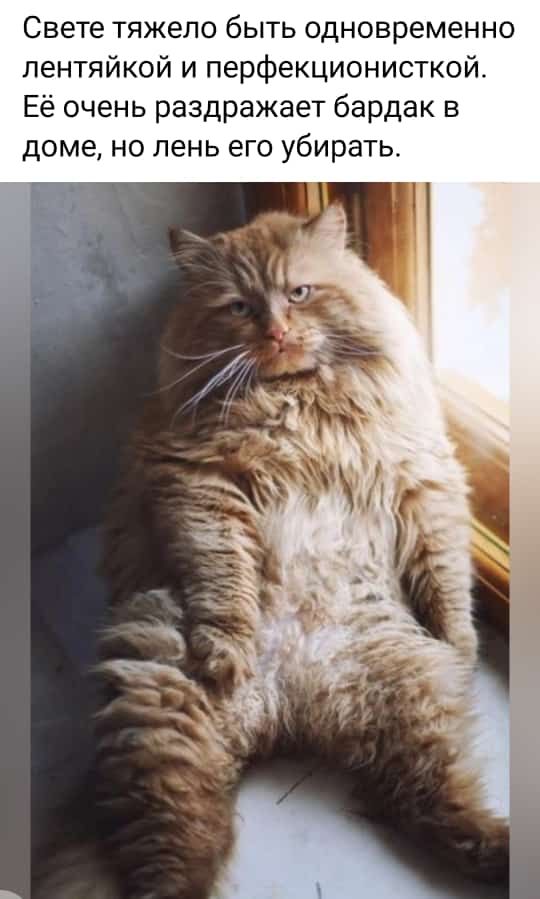 Свете тяжело быть одновременно пентяйкой и перфекционисткой Её очень раздражает бардак в доме но пень его убирать