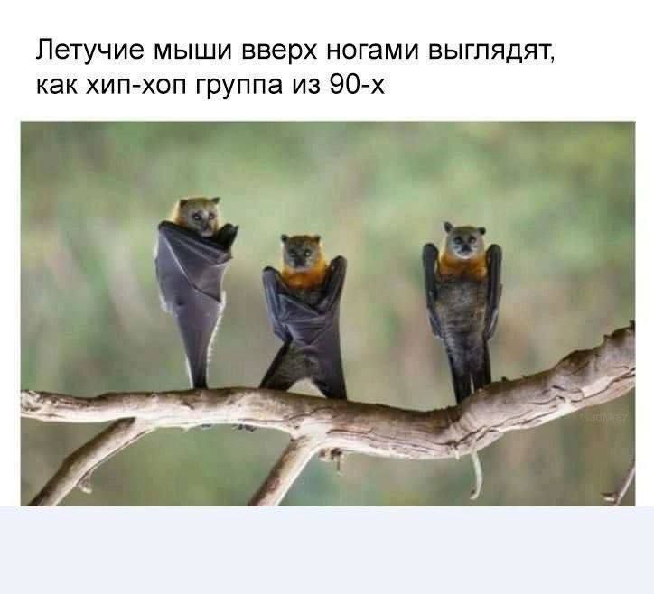Летучие мыши вверх ногами выглядят, как хип-хоп группа из 90-х