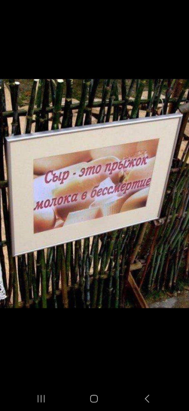 Сыр - это прыжок молока в бессмертие