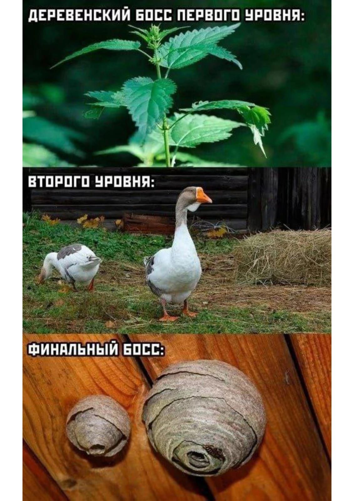 Деревенский босс первого уровня:
Второго уровня:
Финальный босс:
