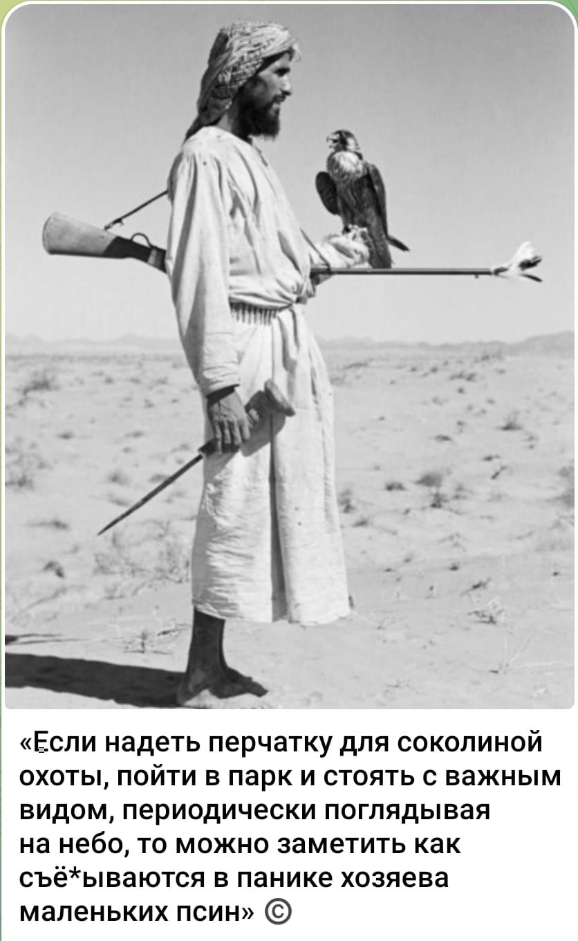 «Если надеть перчатку для соколиной охоты, пойти в парк и стоять с важным видом, периодически поглядывая на небо, то можно заметить как съ*ываются в панике хозяева маленьких псин» ©