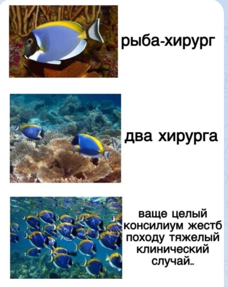 рыба-хирург
два хирурга
ваше целый консилиум жестб походу тяжёлый клинический случай..