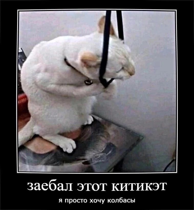 заебал этот китикэт я просто хочу колбасы