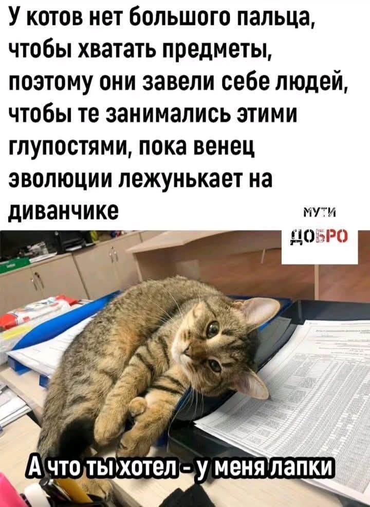 У котов нет большого пальца, чтобы хватать предметы, поэтому они завели себе людей, чтобы те занимались этими глупостями, пока венец эволюции лежонькает на диванчике.
А что ты хотел - у меня лапки