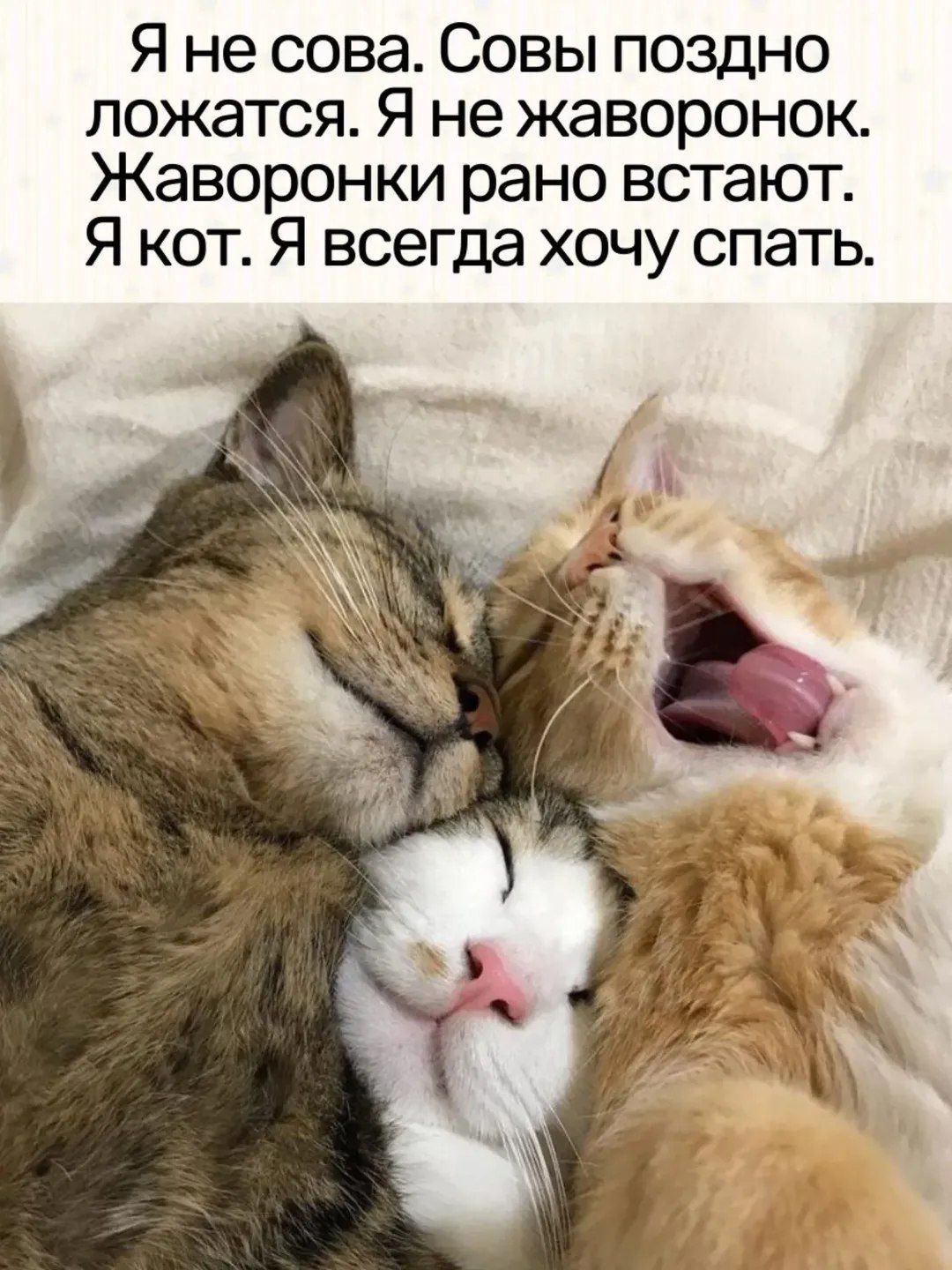 Я не сова. Совы поздно ложатся. Я не жаворонок. Жаворонки рано встают. Я кот. Я всегда хочу спать.
