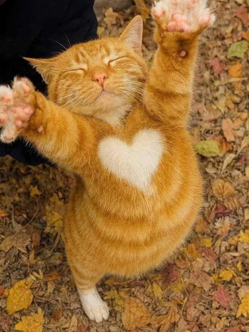 Рыжий кот с белым сердечком на груди радостно машет лапами