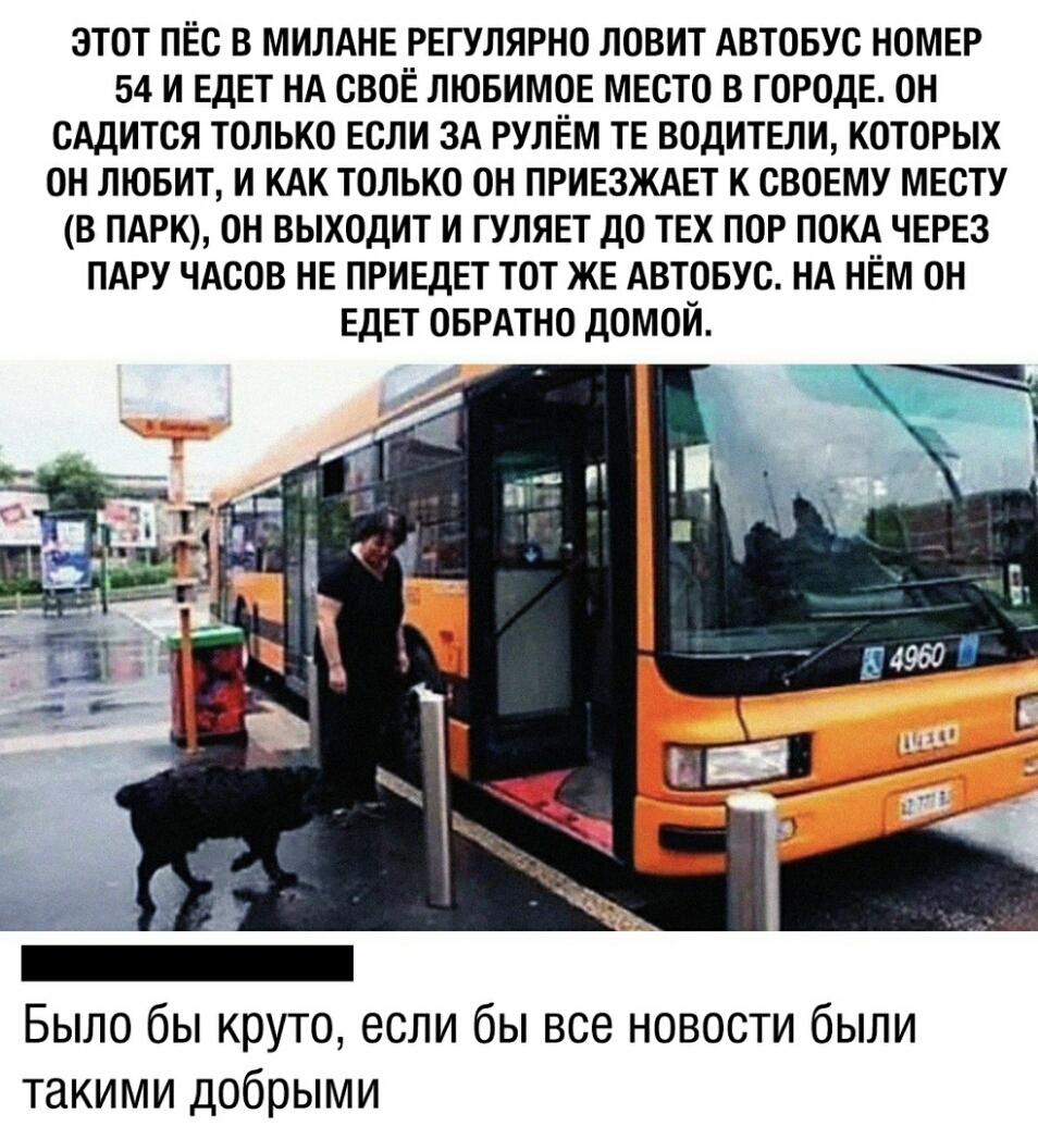 ЭТОТ ПЁС В МИЛАНЕ РЕГУЛЯРНО ЛОВИТ АВТОБУС НОМЕР 54 И ЕДЕТ НА СВОЁ ЛЮБИМОЕ МЕСТО В ГОРОДЕ ОН САДИТСЯ ТОЛЬКО ЕСЛИ ЗА РУЛЕМ ТЕ ВОДИТЕЛИ КОТОРЫХ ОН ЛЮБИТ И КАК ТОЛЬКО 0Н ПРИЕЗЖАЕТ К СВОЕМУ МЕСТУ В ПАРК ОН ВЫХОДИТ И ГУЛЯЕТ ДО ТЕХ ПОР ПОКА ЧЕРЕЗ ПАРУ ЧАСОВ НЕ ПРИЕДЕТ ТОТ ЖЕ АВТОБУС НА НЁМ ОН ЕДЕТ ОБРАТНО ДОМОЙ Было бы круто если бы все новости были такими добрыми