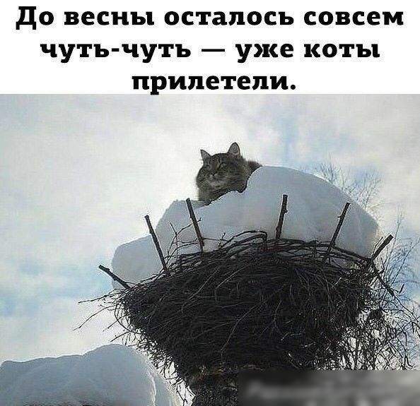 до весны осталось совсем чуть чуть уже коты прилетели
