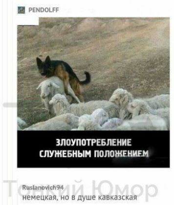 выпи ПОУПОТРЕБПЕНИЕ ПУЖЕБНЫН ППЛОЖЕНИЕМ Ипаілпиивпд немецкая но в душе кавкацкая