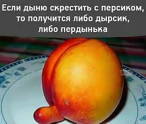 Если дыню скрестить с персиком то получится либо дырсин либо пердыньиа