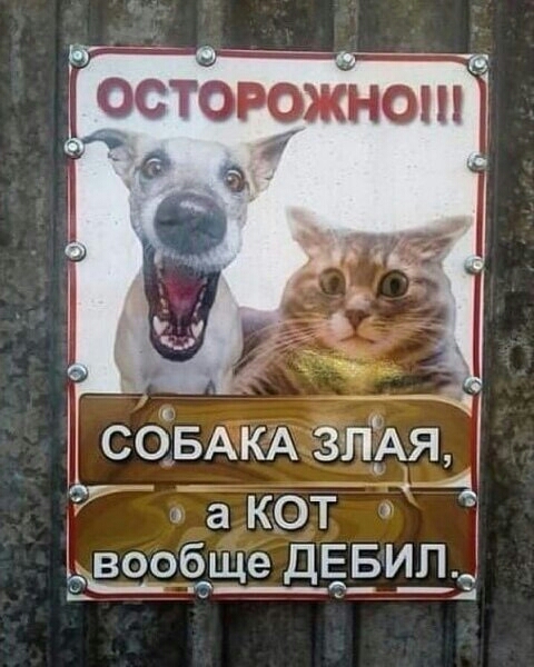 г осторожно і сбвАКА зпАя а кот А вообще ДЕБИЛ _