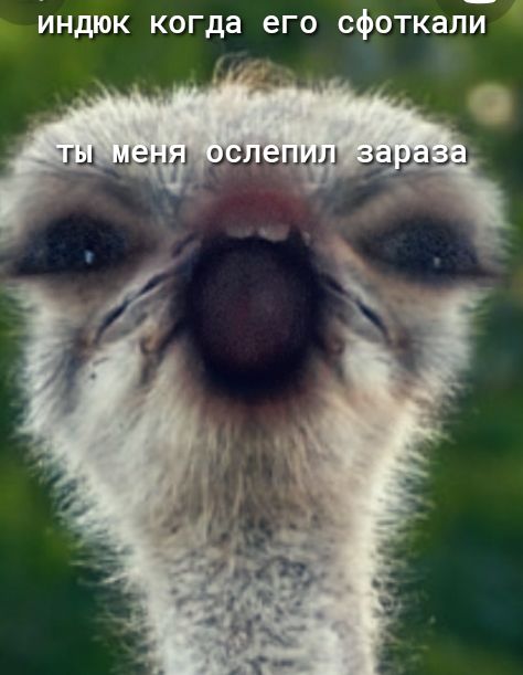 Индюк когда его сфоткалЁ
