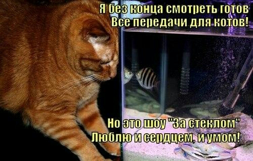 _ А смотпеть 057 ВВ ПВПВДЁШИ ЦПЯЗМПХПВЬ