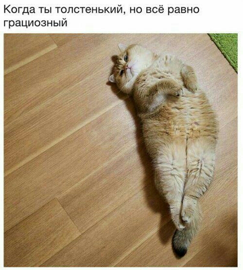 Когда ТЫ ТОЛСТЕНЬКИЙ НО ВСЁ равно грациозный