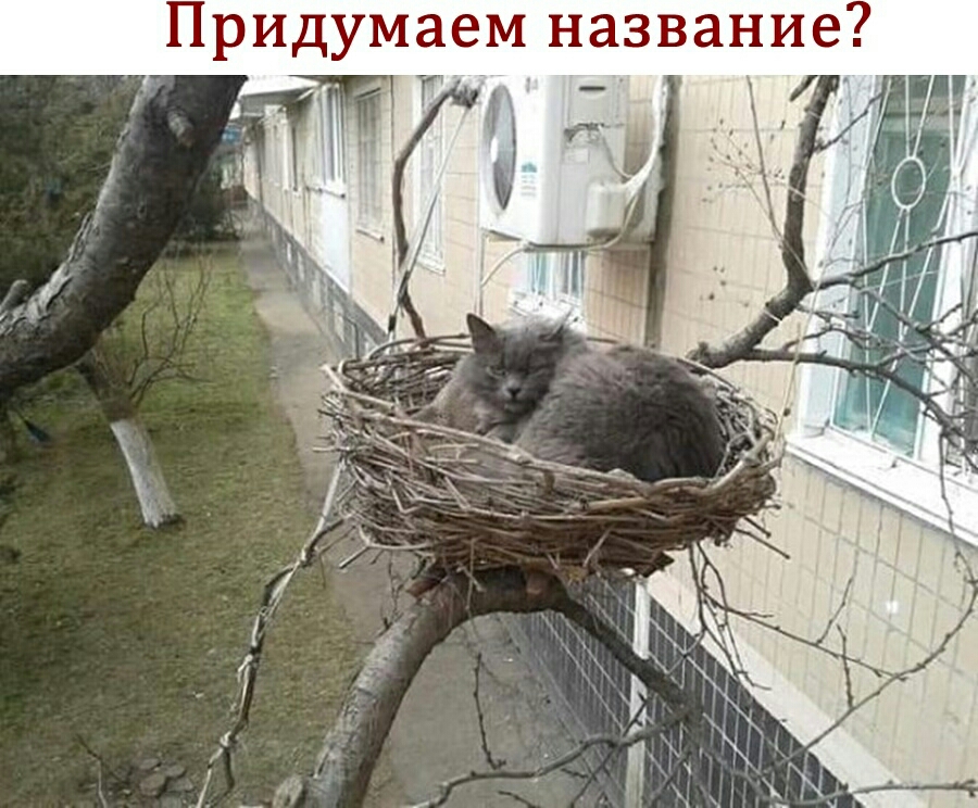 Придумаем название