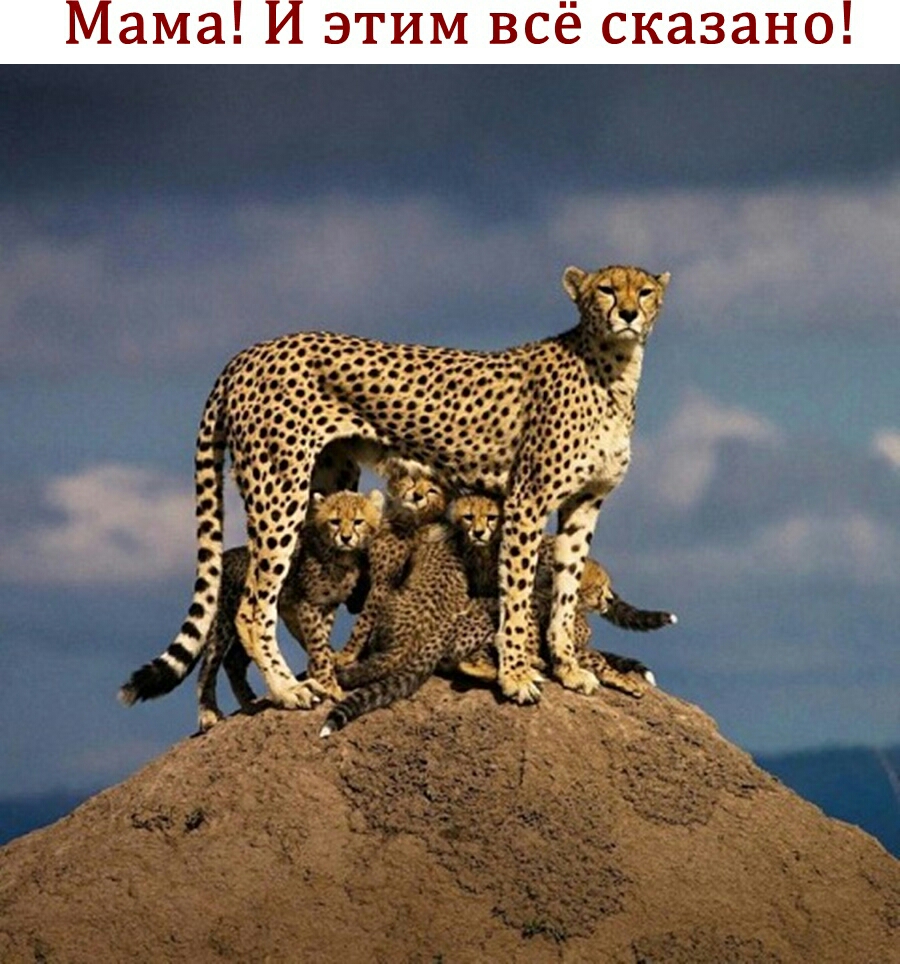 Мама И этим всё сказано