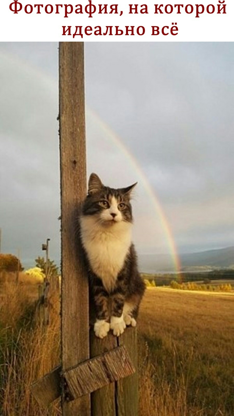 Фотография на которой идеально всё