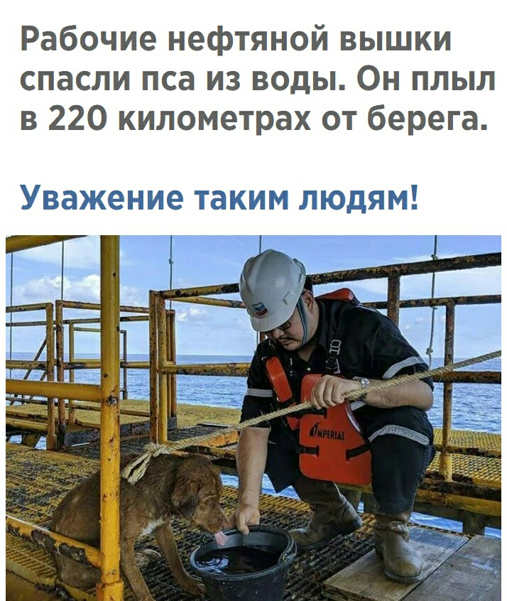 Рабочие нефтяной вышки спасли пса из воды Он плыл в 220 километрах от берега Уважение таким людям