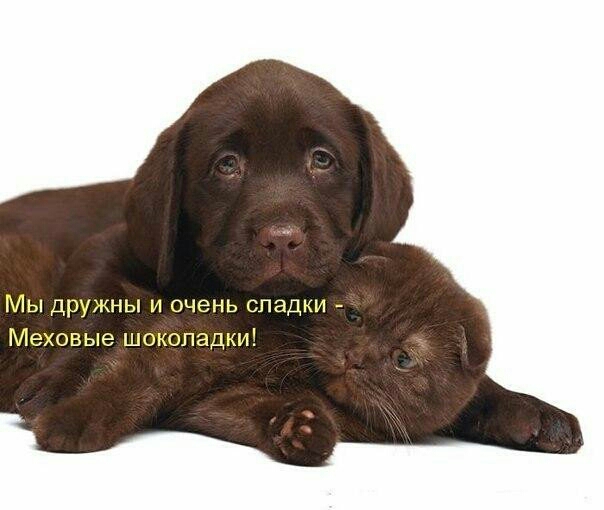 Мы дружны и очень сладки Меховые шоколадки