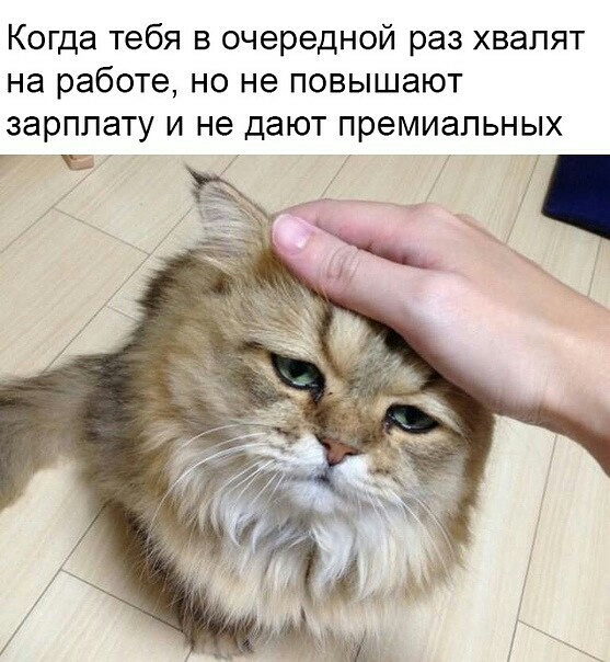 Когда тебя в очередной раз хвалят на работе но не повышают зарплату и не дают премиальных
