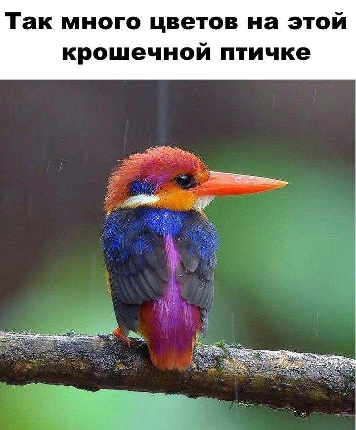 Так много цветов на этой крошечной птичке