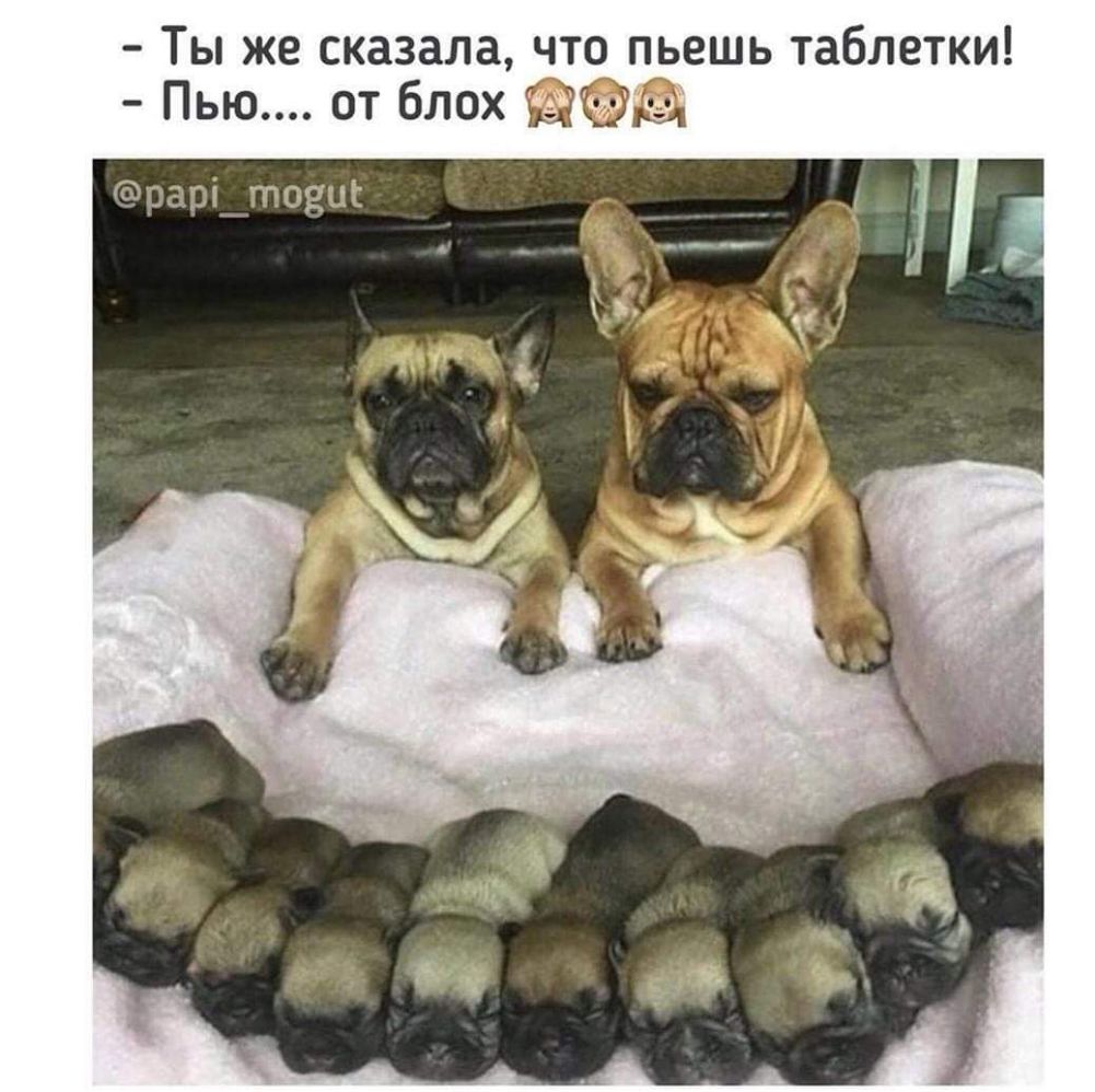 ТЫ же сказала ЧТО ПЬЕШЬ таблетки Пью от блох