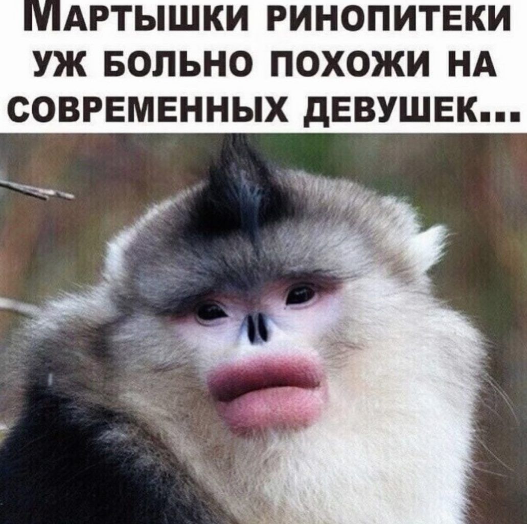 АРТЫШКИ РИНОПИТЕКИ УЖ БОЛЬНО ПОХОЖИ НА СОВРЕМЕННЫХ дЕВУШЕК