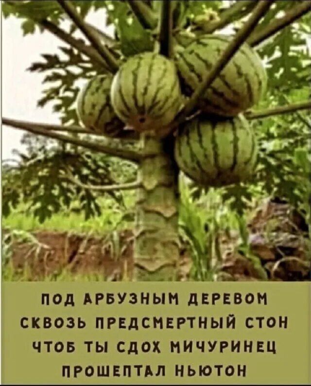 ПОД АРБУЗНЫМ ДЕРЕВОМ СКВОЗЬ ПРЕДСМЕРТНЫЙ СТОН ЧТОБ Ты СДОХ МИЧУРИНЕЦ ПРОШЕПТАЛ НЬЮТОН